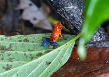 grenouille blue jean